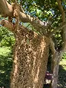 rideau macramé coco