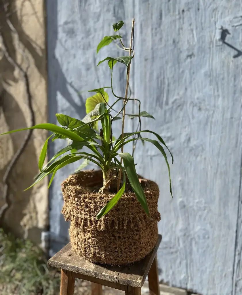 [BTK-PANIERE-RUSTIQUE] Rustic Coconut Fiber Basket 25x25 cm