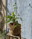 Rustic Coconut Fiber Basket 25x25 cm